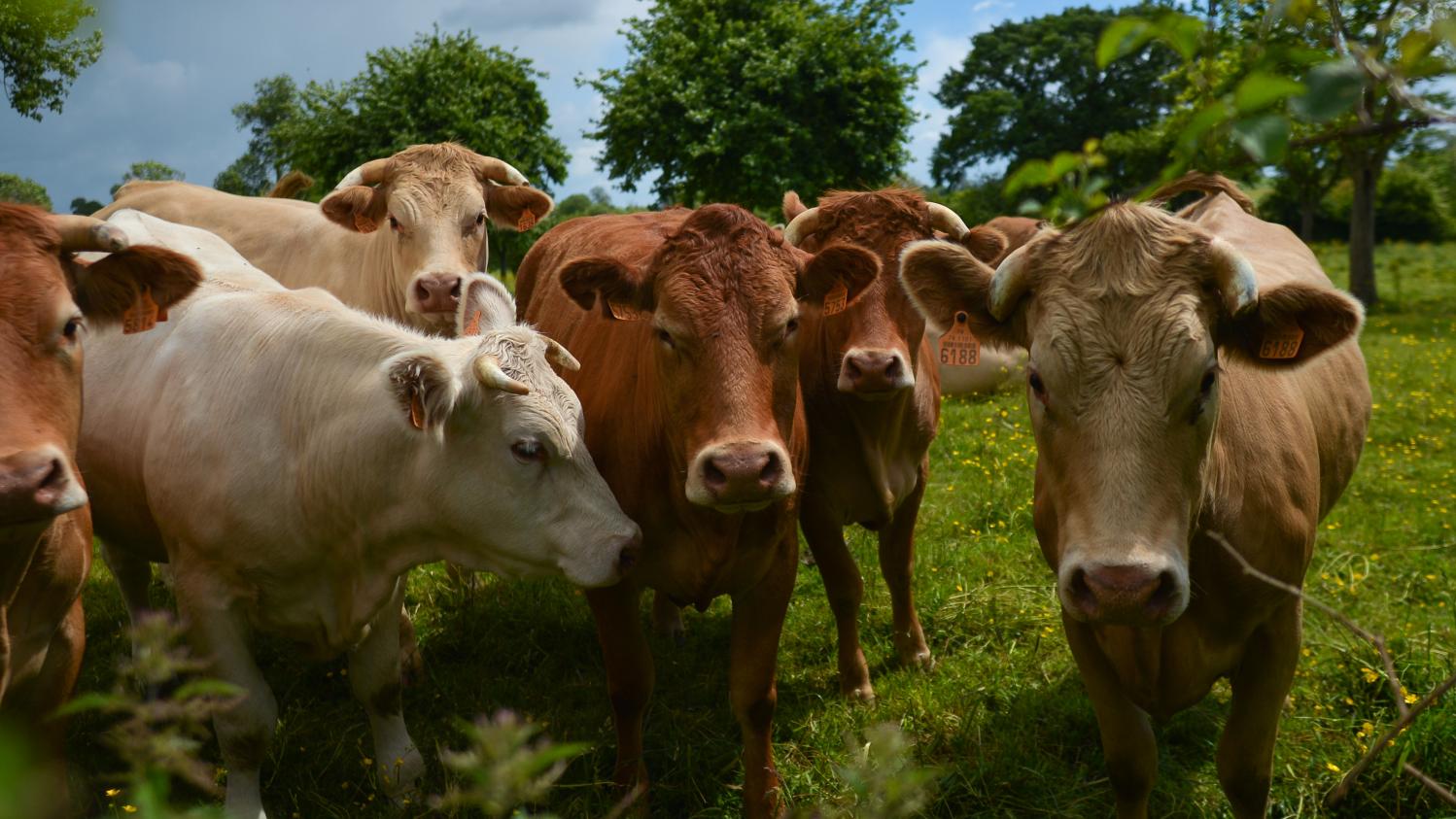 Un troupeau de vaches, dans un champs à Tilly-sur-Seulles (Calvados), le 8 juin 2019. (ARTUR WIDAK / NURPHOTO / AFP) Un troupeau de vaches, dans un champs à Tilly-sur-Seulles (Calvados), le 8 juin 2019. (ARTUR WIDAK / NURPHOTO / AFP)
