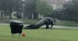 couvert sur un terrain de golf, à Naples en Floride ce mercredi 11 novembre.