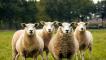 oselle, quatre moutons ont été inscrits par des parents d’élèves dans une école pour sauver une des classes.