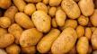 e jardiner dans son potager lorsqu’il a découvert une énorme patate qui pèse… 7,8 kg.