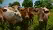 nglaise de Belper ont eu l'idée d'un geste insolite pour supporter le confinement en vigueur. 🐄