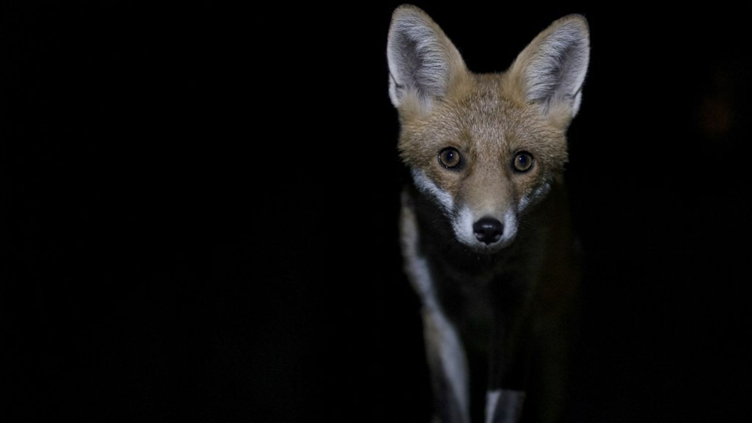Un renard.