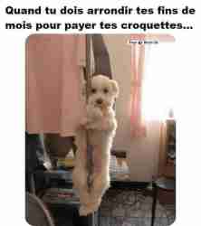 Les temps sont durs 🐶