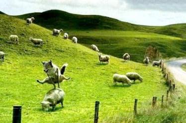 Saute-mouton 🐑