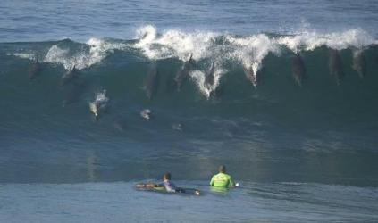 Les dauphins font du surf 🐬🏄