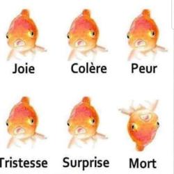 Bien d&eacute;chiffrer son poisson rouge&nbsp;!