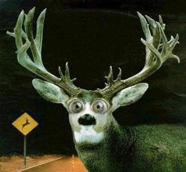 Le cerf dans les phares 🦌