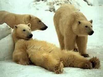 Sieste sur la banquise 🐻&zwj;❄️