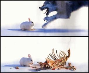 Le lapin carnivore 🦴