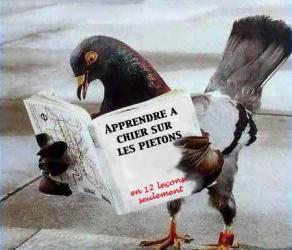 Apprendre &agrave; chier sur les pi&eacute;tons 🐦