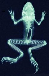 Grenouille &agrave; ressorts 🐸