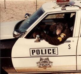 Singe de patrouille 🐒🚓