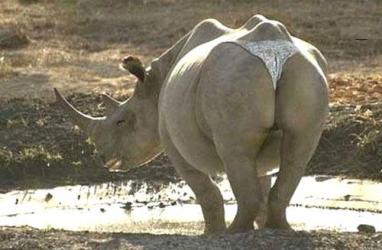 Rhino en string 🦏