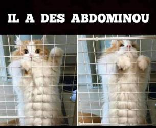 Abdominou 😹