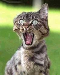 Le chat scandalisé đ