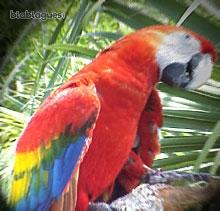 Téléchargement gratuit Images A 104 Ans Le Perroquet De Churchill Insulte Toujours Hitler actualisé salutations