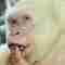 le albinos connu au monde, est décédé à 40 ans au zoo de Barcelone après des mois de lutte contre un cancer de la peau.
Par respect pour son corps, aucune autopsie ne sera pratiquée, seulement une série d'examens génétiques. Il sera ensuite...